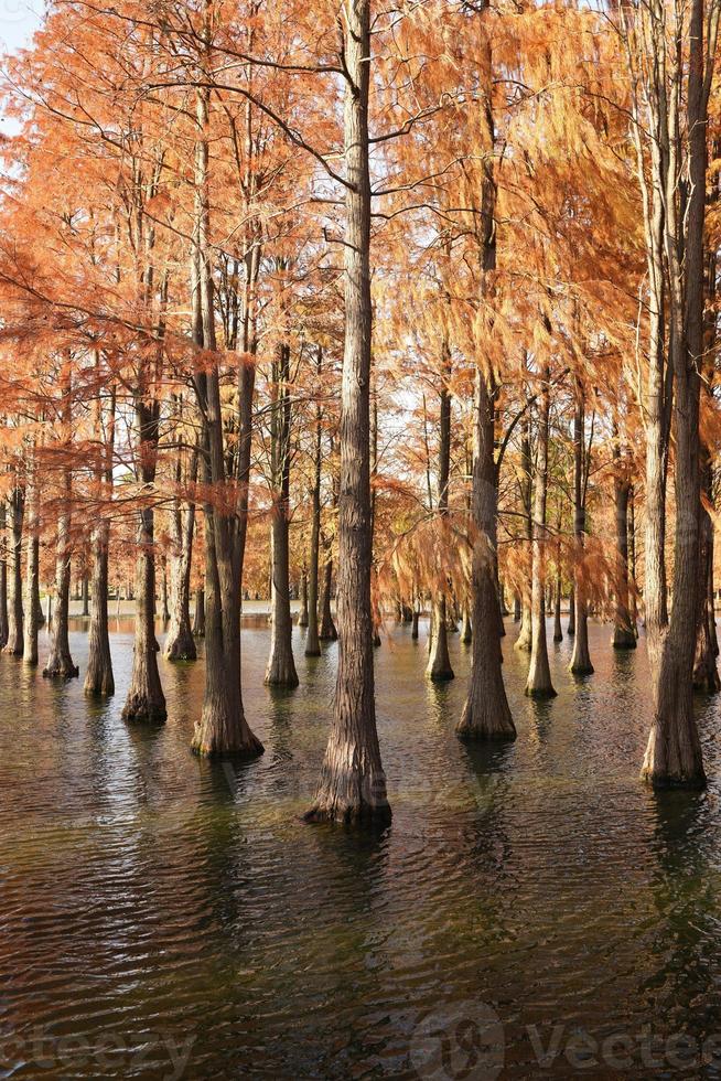 der schöne waldblick auf das wasser im herbst foto