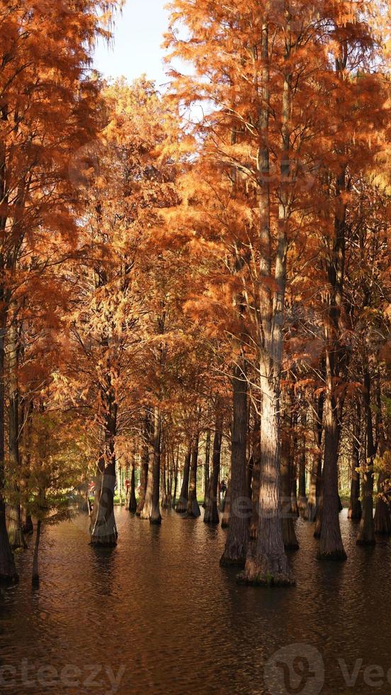 der schöne waldblick auf das wasser im herbst foto