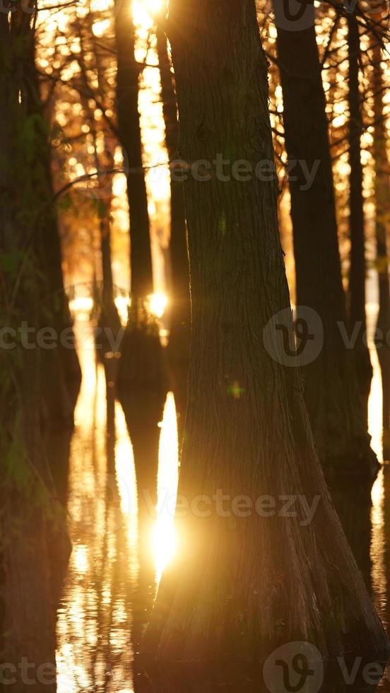 der schöne waldblick auf das wasser im herbst foto