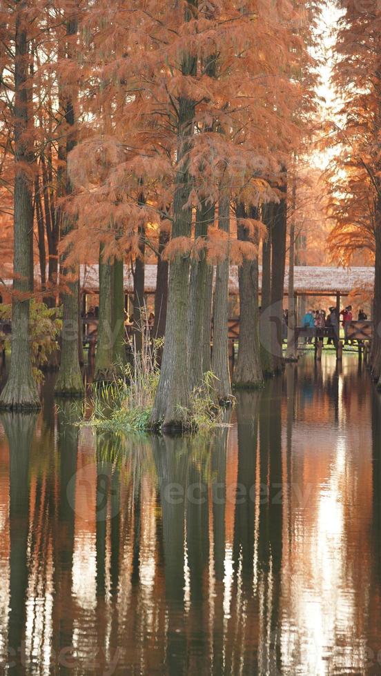 der schöne waldblick auf das wasser im herbst foto