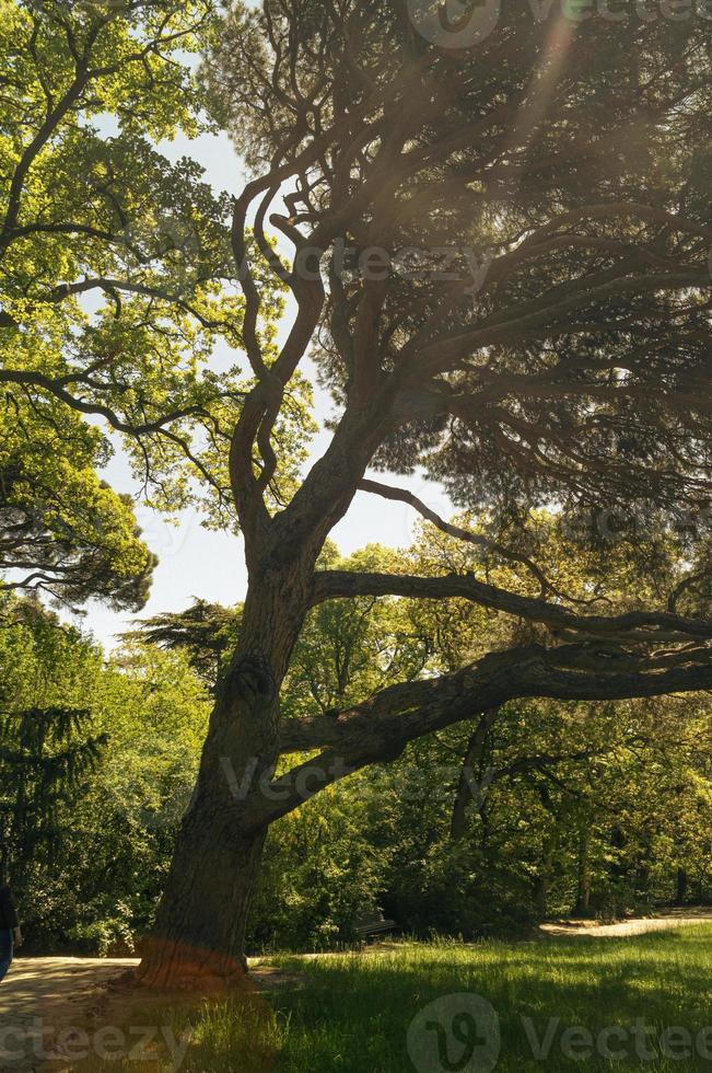 Baum im Park foto