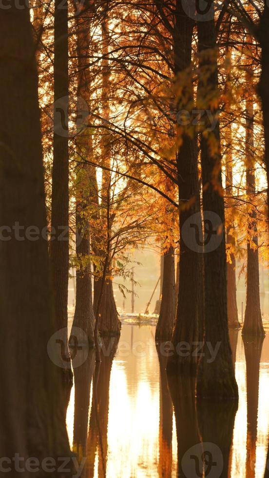 der schöne waldblick auf das wasser im herbst foto