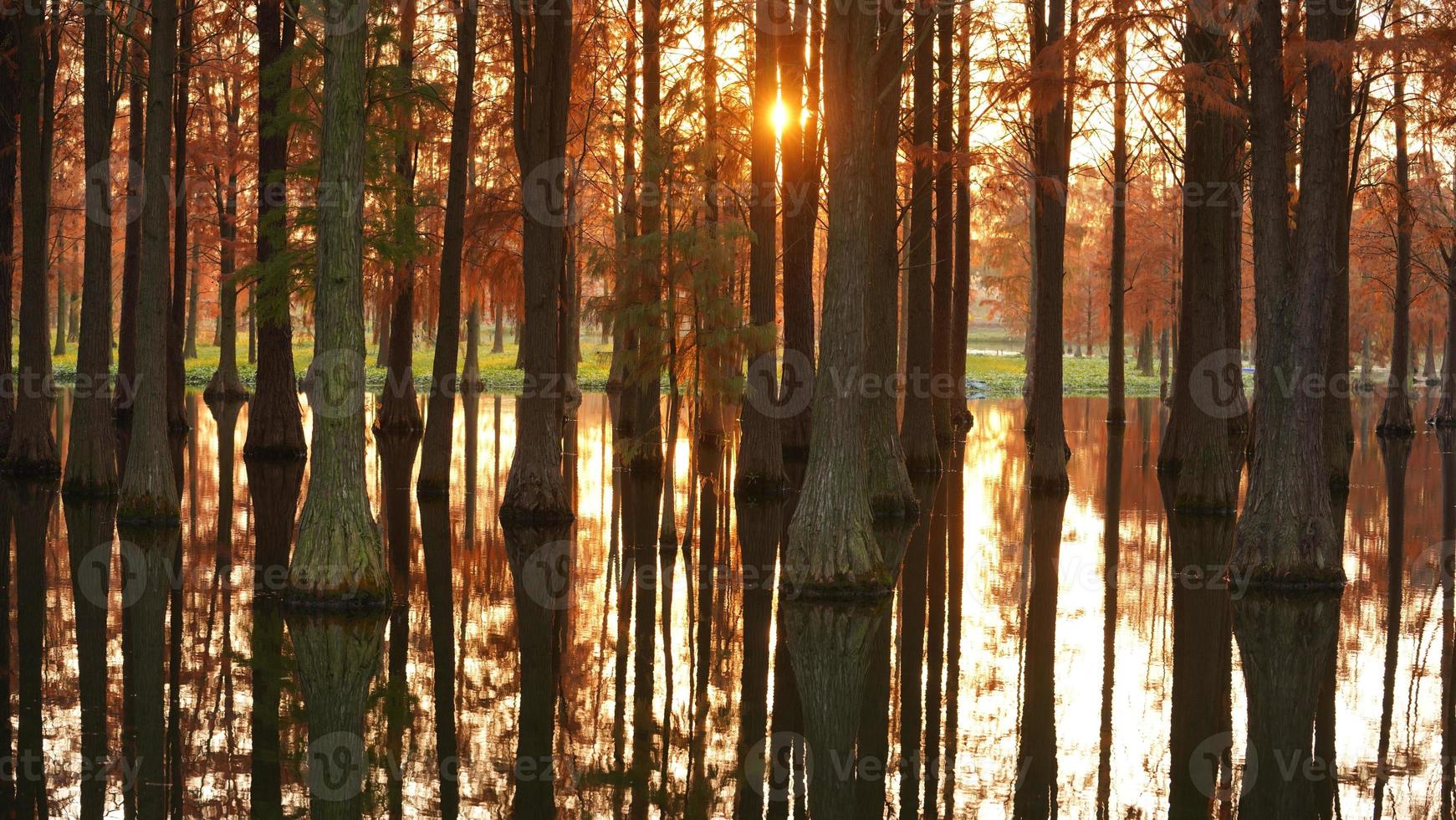 der schöne waldblick auf das wasser im herbst foto