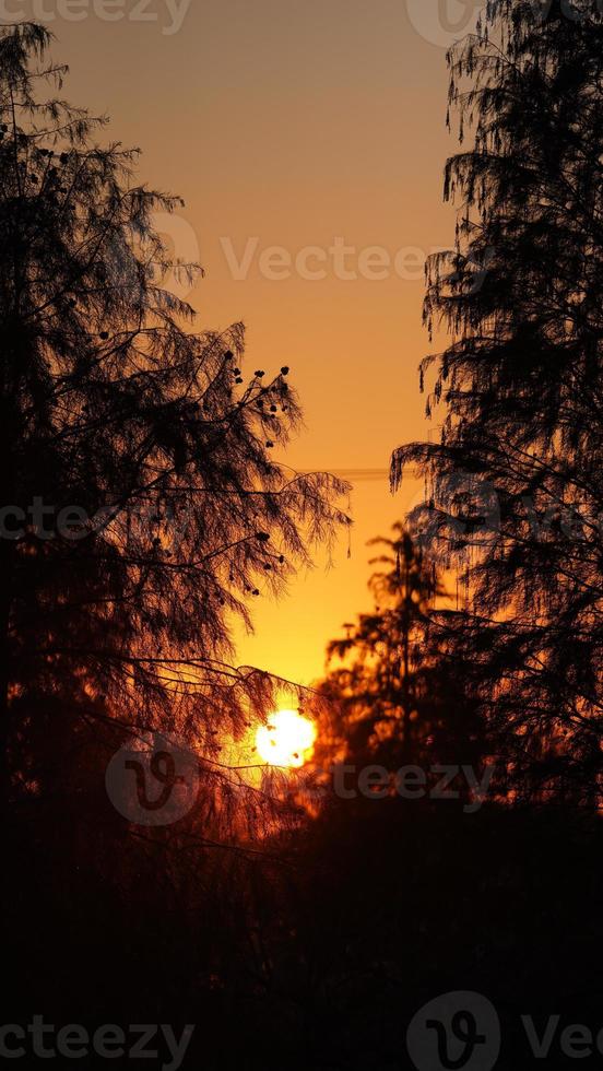 die schöne Aussicht auf den Sonnenuntergang im Wald mit dem warmen und farbenfrohen Sonnenlicht foto