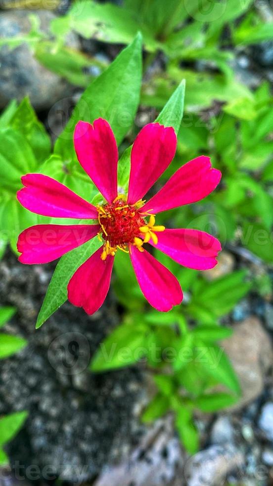 schöne bunte Rosen im Garten foto