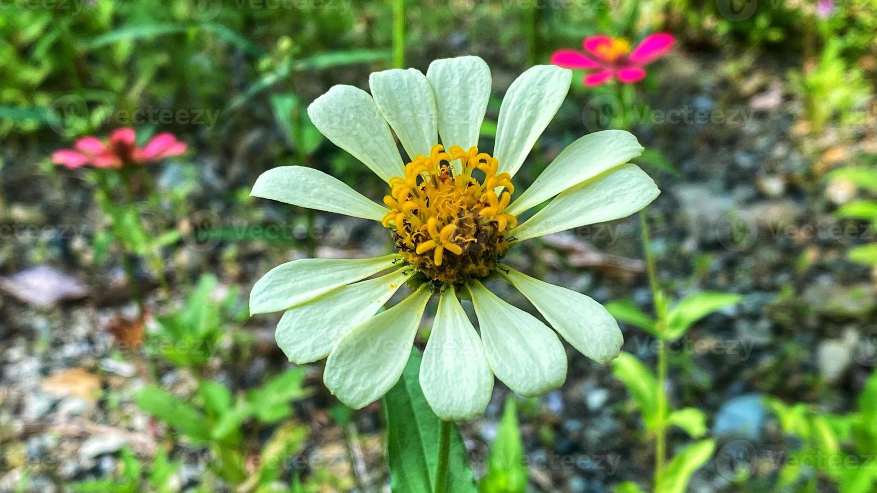 schöne bunte Rosen im Garten foto