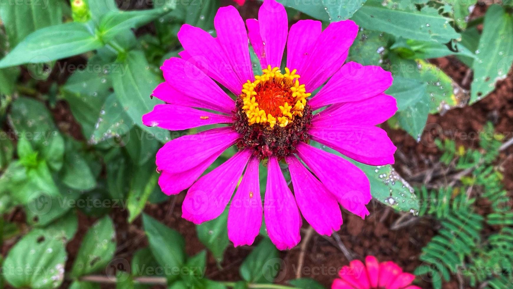 schöne Blumen, die im Garten blühen foto