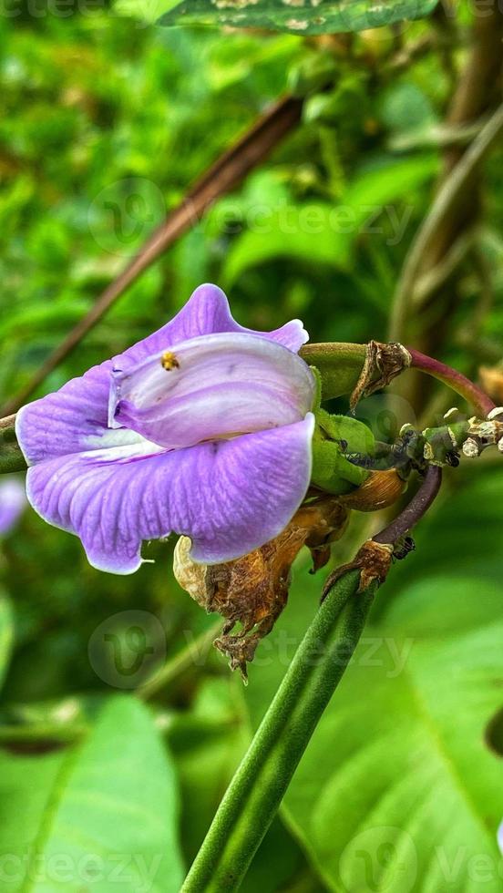 schöne bunte Rosen im Garten foto