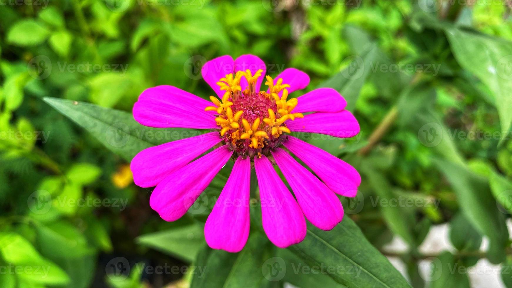 schöne bunte Rosen im Garten foto