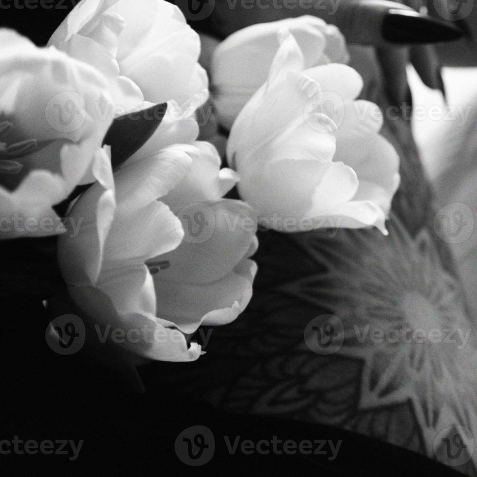 weiße Tulpen. schöne weiße Tulpen liegen auf einer weißen Tagesdecke, schwarzes Tattoo auf dem Bein des Mädchens foto