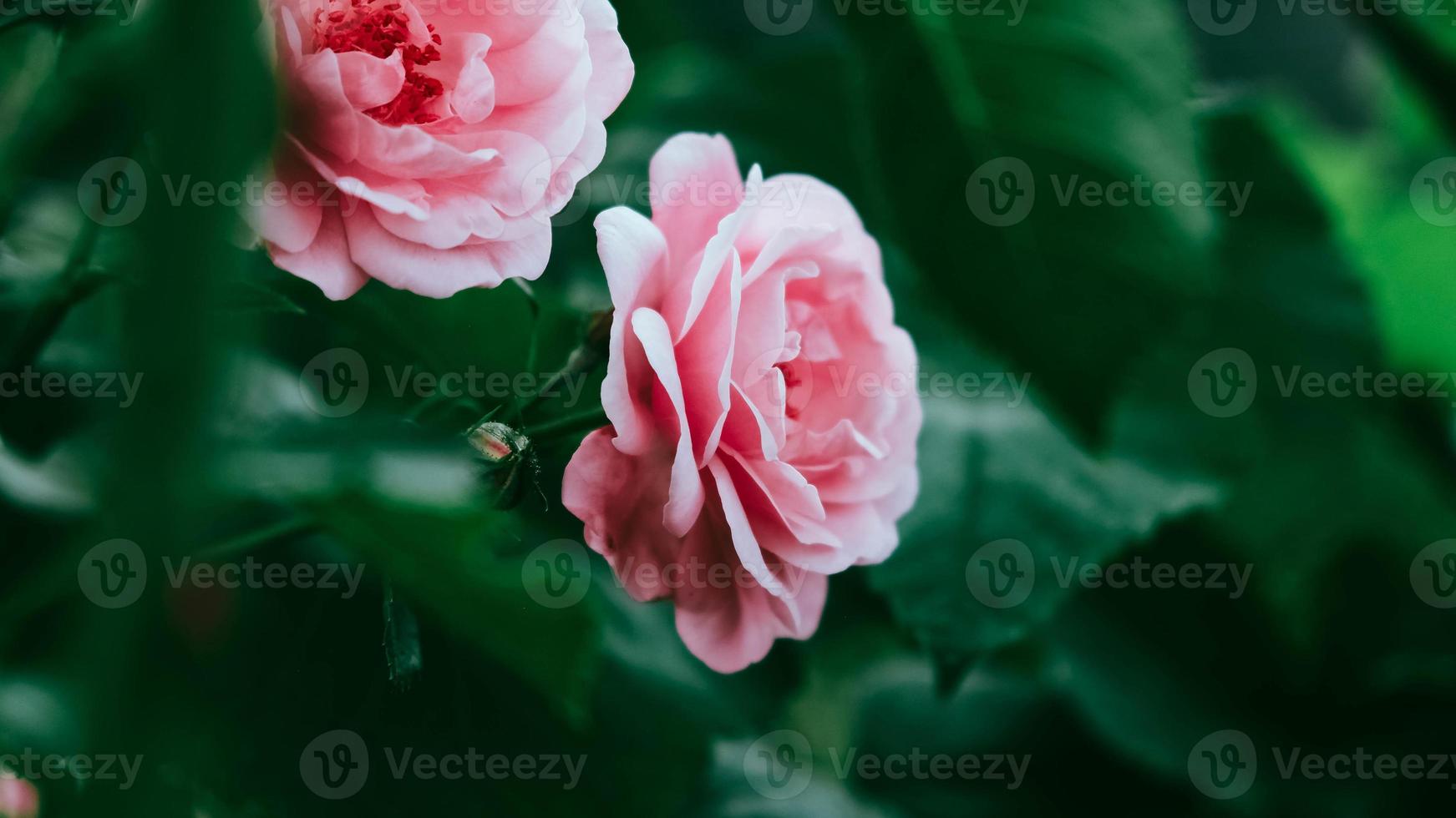 rosa Rosenblüten auf einem Hintergrund aus grünen Blättern foto