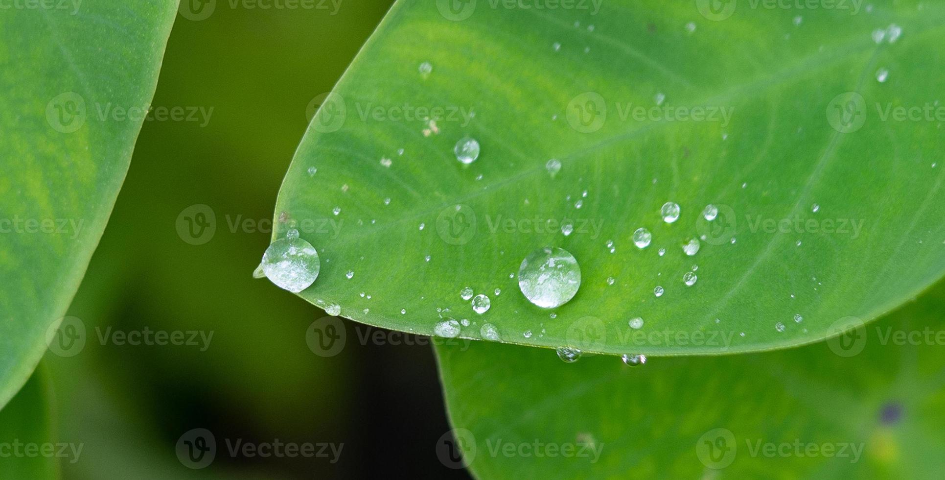 nettes Detail von Wassertropfen auf Blatt - Makrodetail foto