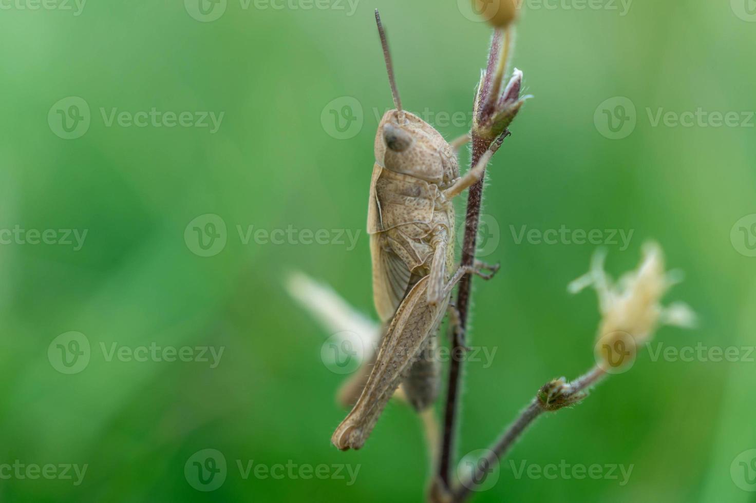 Cricket klettert einen Stamm einer Pflanze. foto