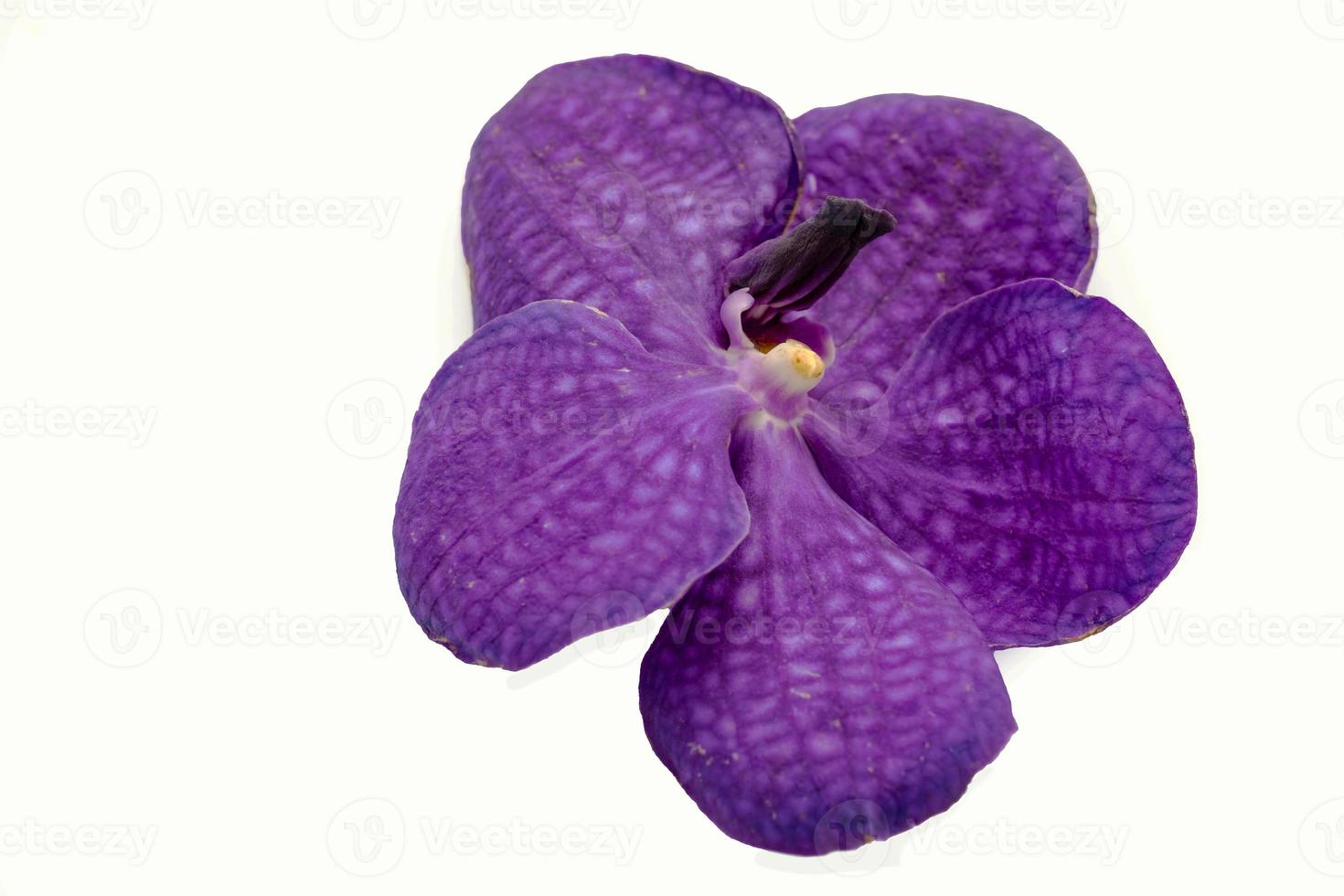 thailändische Orchidee blüht auf einem weißen Hintergrund foto