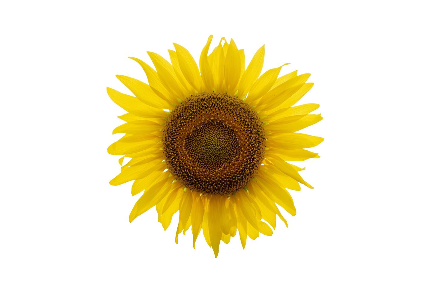Sonnenblume isoliert auf weißem Hintergrund. foto