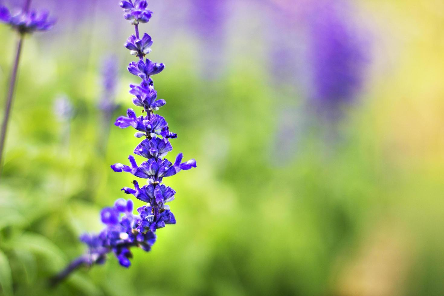 Bunte Lavendelblüten im Garten mit selektivem Fokus Lavendelblüte. foto