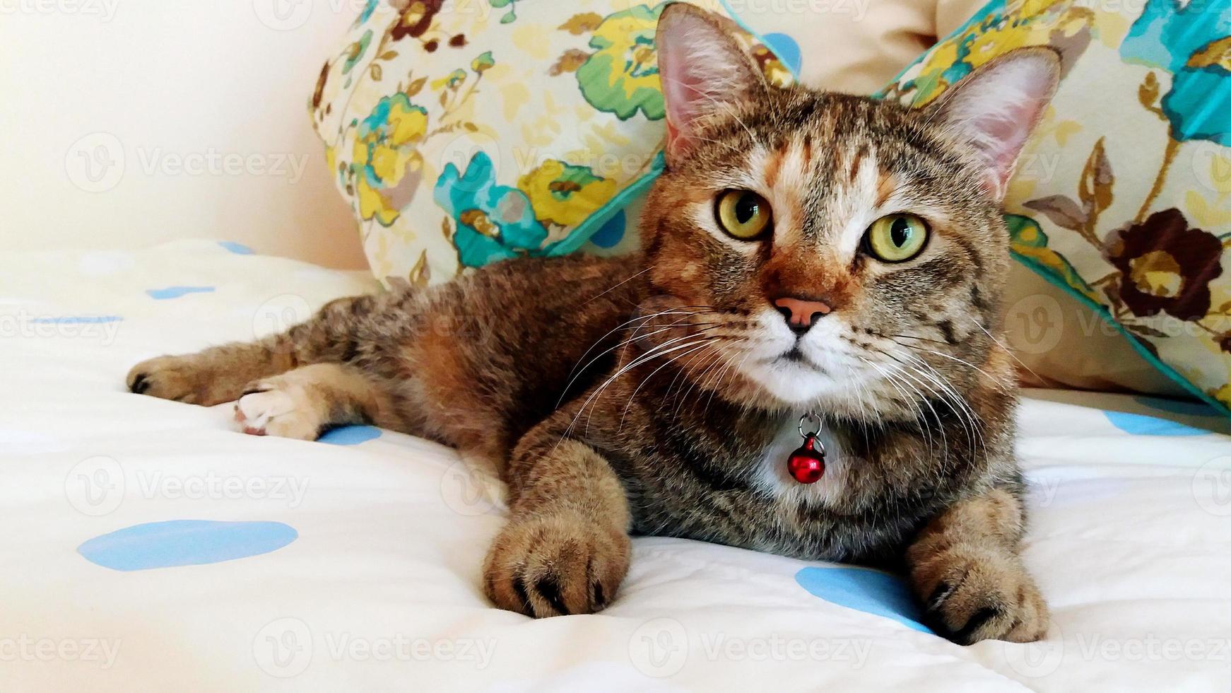 süße katze, die sich auf das weiße bett legt und kamera schaut. Haustier im Haus foto