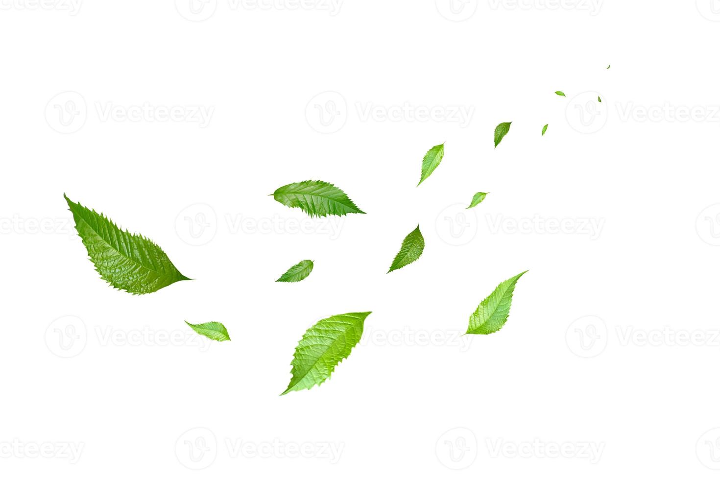 grüne schwimmende Blätter fliegende Blätter grünes Blatt tanzen, Luftreiniger Atmosphäre einfaches Hauptbild foto