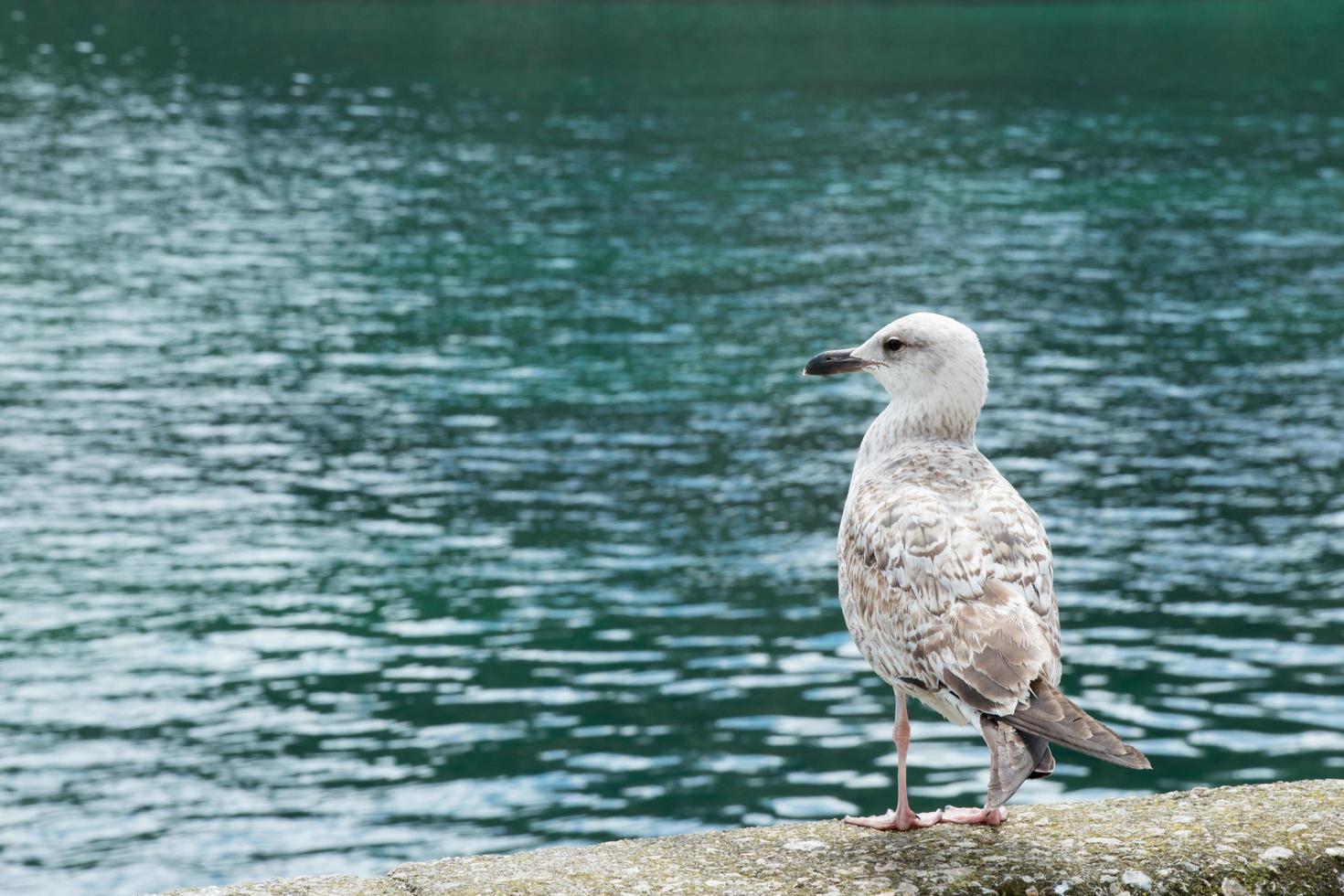 graue Möwe von hinten gesehen, nach links schauend. Tazonen, Asturien. foto