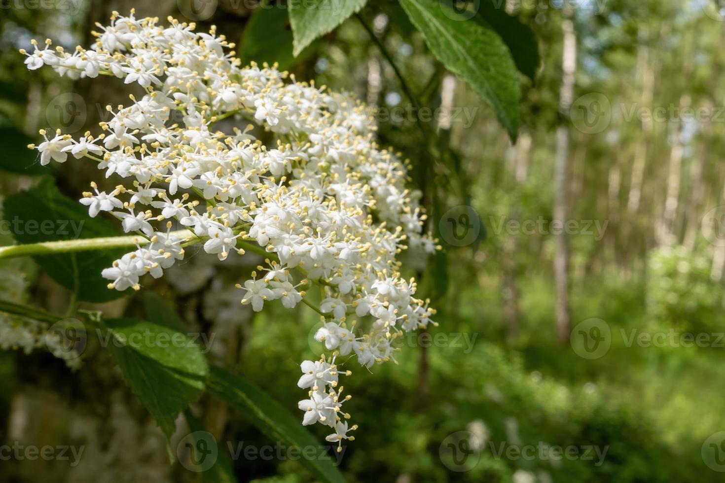 weiße Blüte des Holunderstrauchs im Frühsommer foto