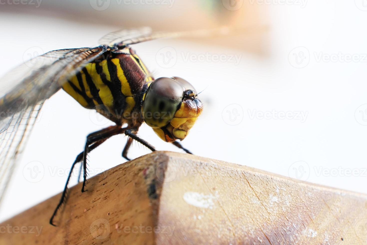 Nahaufnahme einer Libelle foto