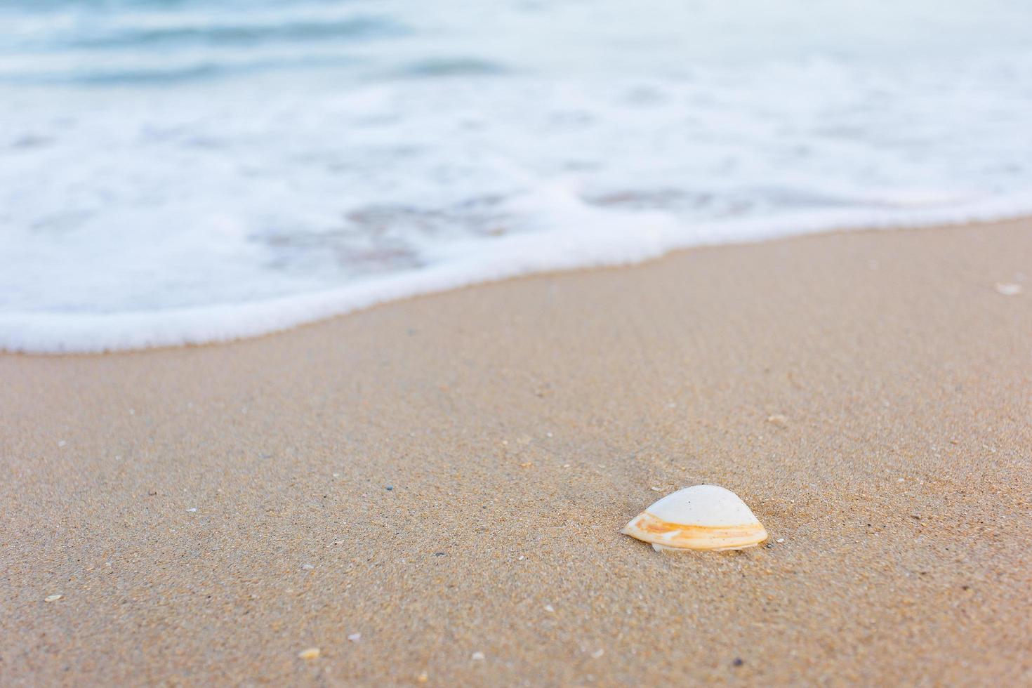 Muschel ist auf dem Sand, während Meerwasser auf Sand als natürlicher Hintergrund und Meerblickthema schwappt. foto