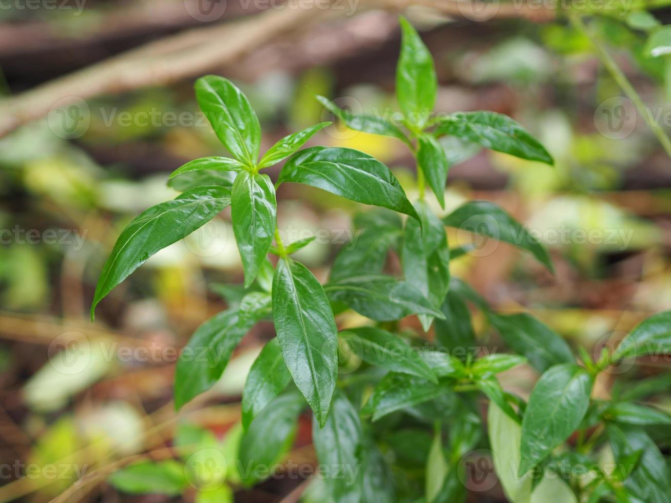 Königsbitter Andrographis Paniculata Burm, Wand. ex nees, fah talai jhon, thailändische kräuter lindern halsschmerzen, reduzieren fieber, erhitzen die kalten grünen blätter gemüse natur schützen coronavirus, covid-19 foto