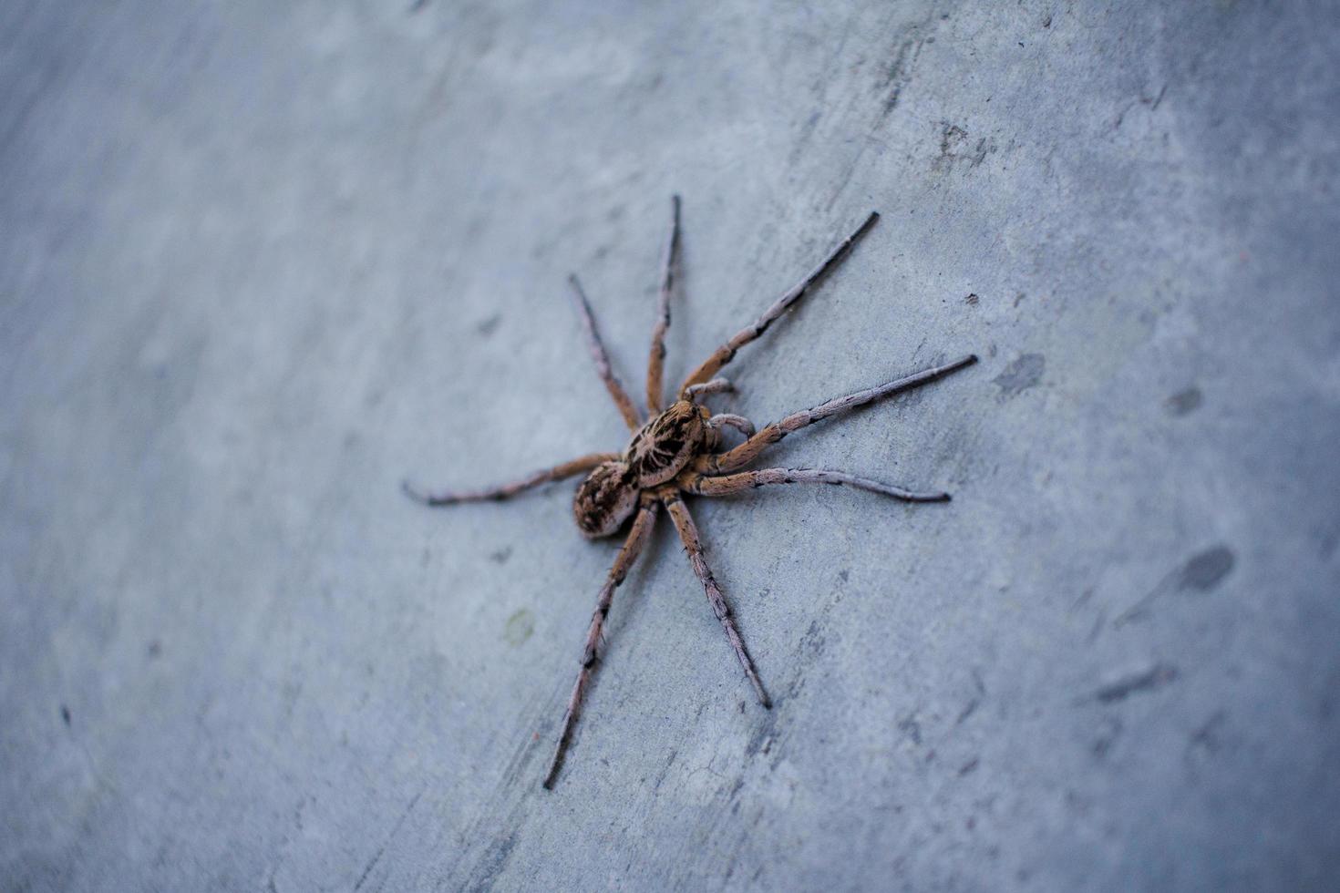 Spinne an der Wand foto