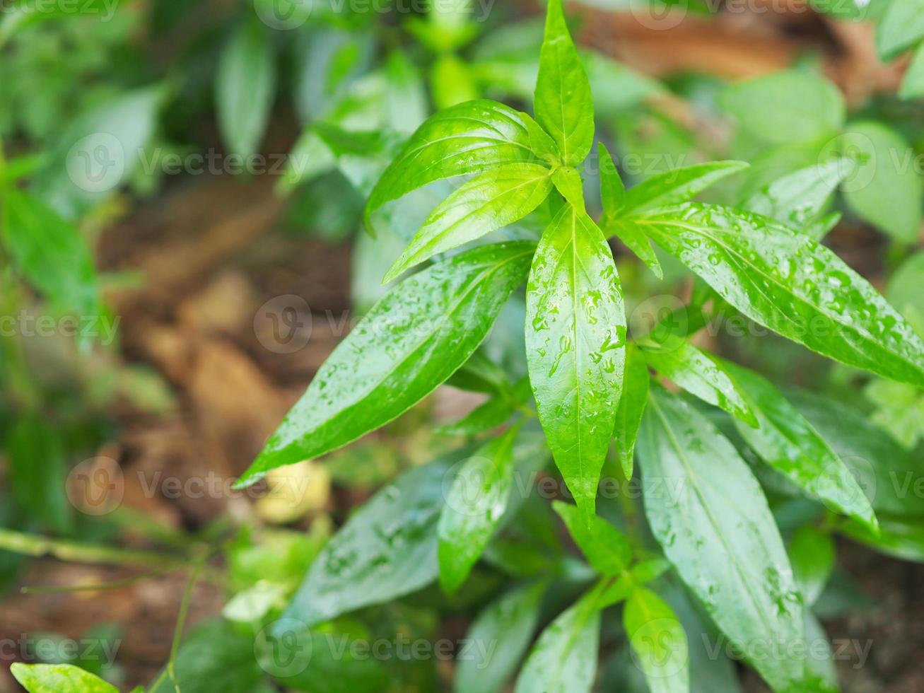 Königsbitter Andrographis Paniculata Burm, Wand. ex nees, fah talai jhon, thailändische kräuter lindern halsschmerzen, reduzieren fieber, erhitzen die kalten grünen blätter gemüse natur schützen coronavirus, covid-19 foto