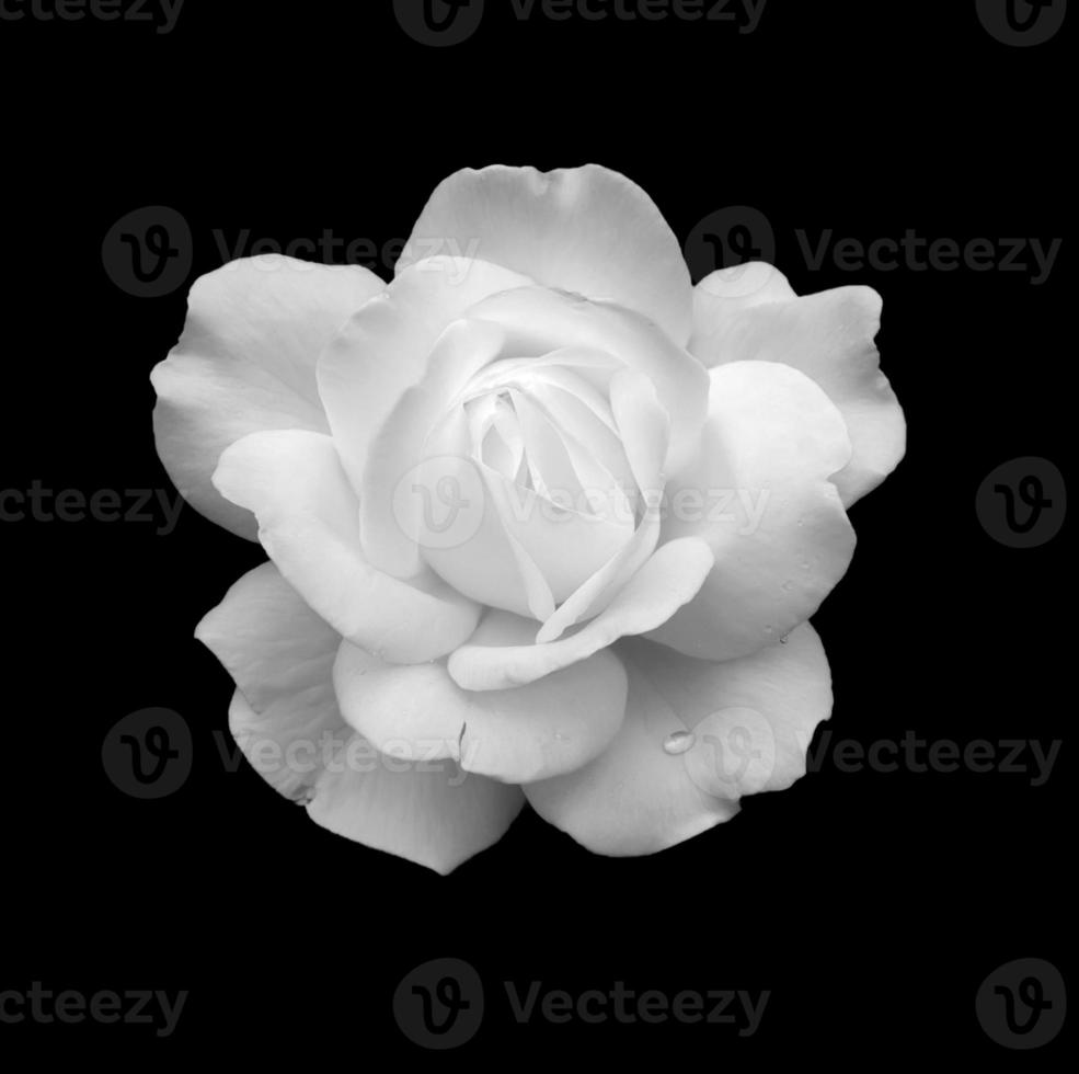 weiße Rose foto