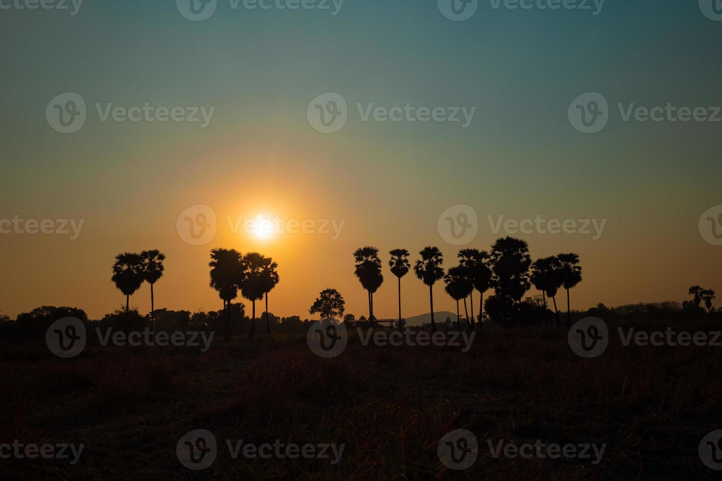 Silhouette von Palmen bei Sonnenuntergang Himmelshintergrund. foto