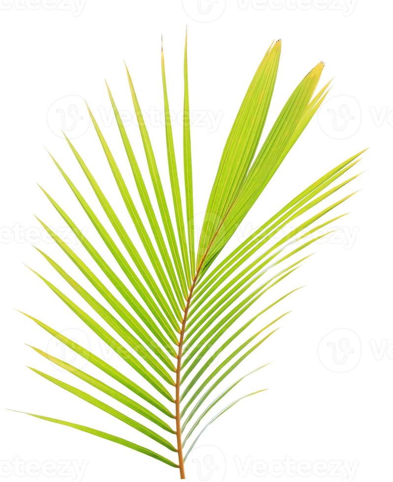 Kokosblatt isoliert auf weißem Hintergrund foto