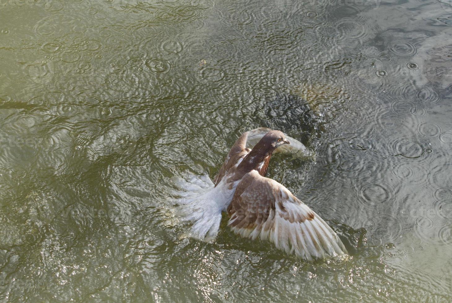 Taube fällt in den Fluss foto
