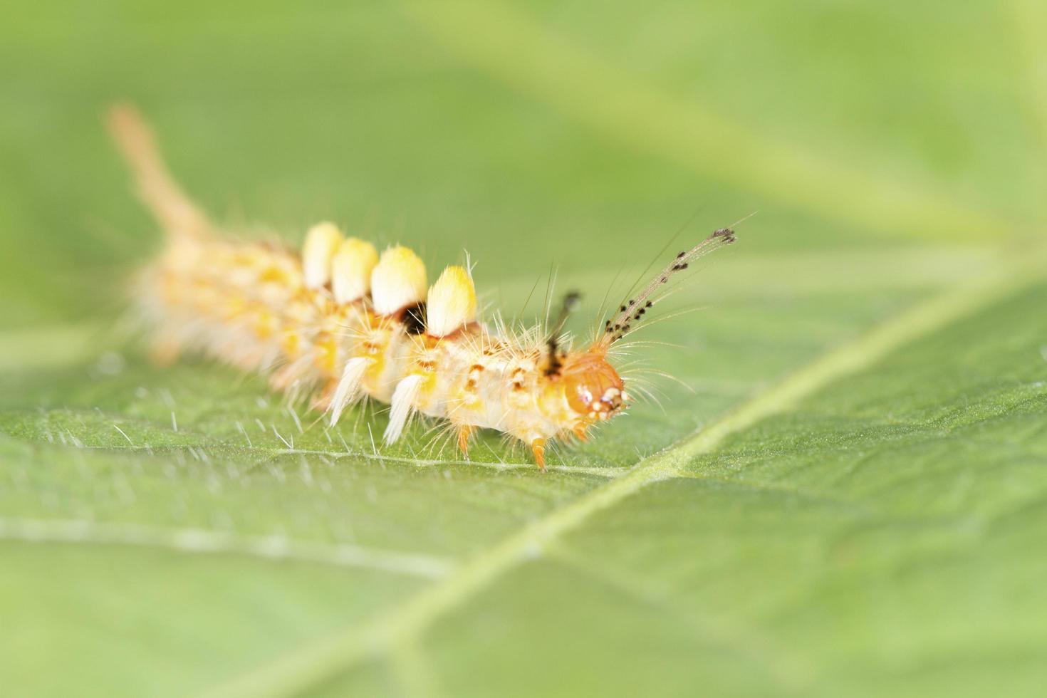 Gelber Wurm auf grünem Blatt foto