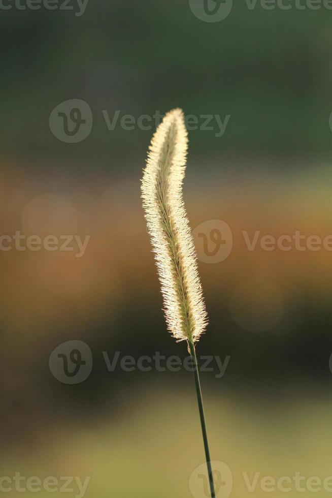 Gramineae-Blume oder Pennisetum setosum foto