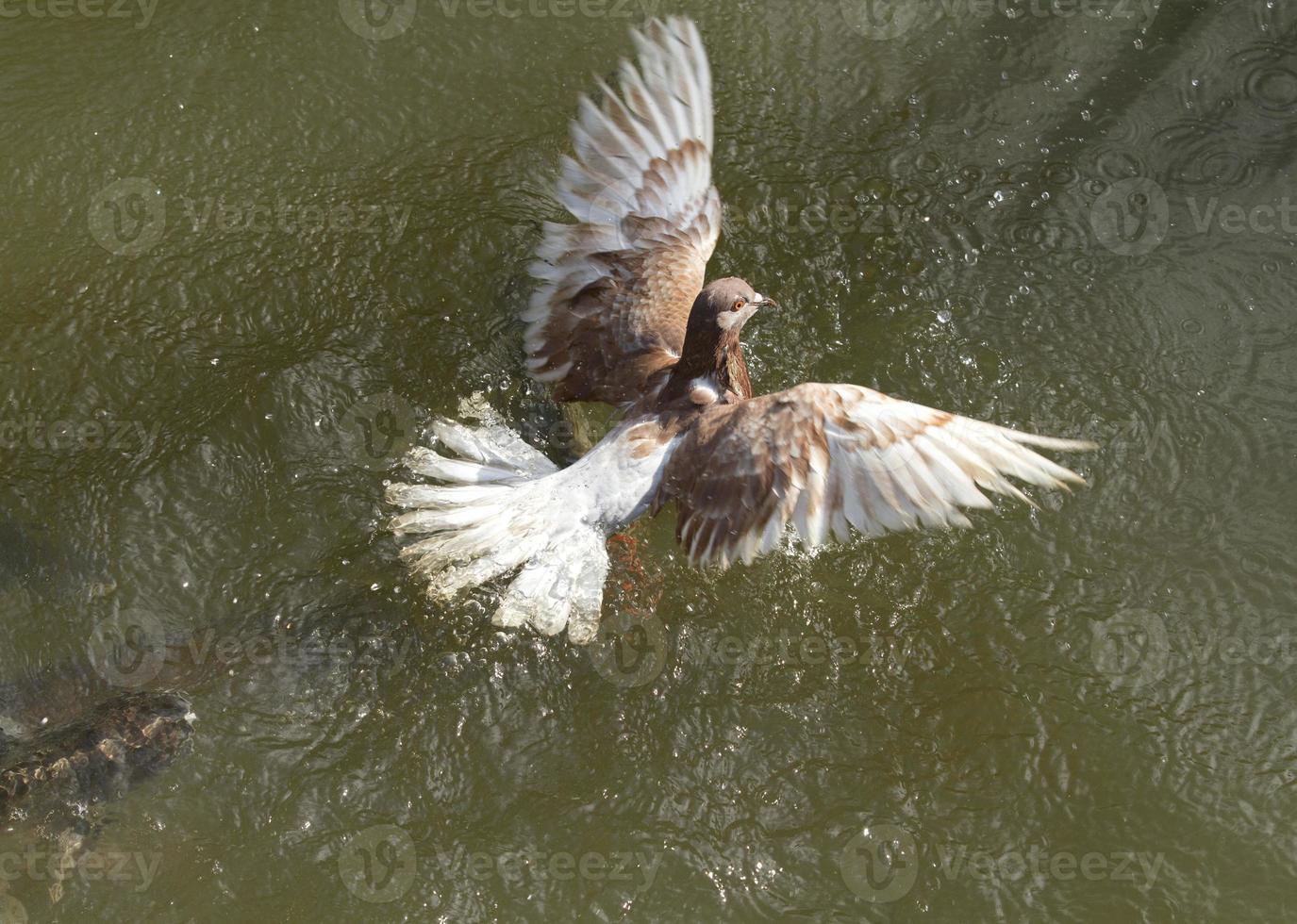 Taube fällt in den Fluss foto