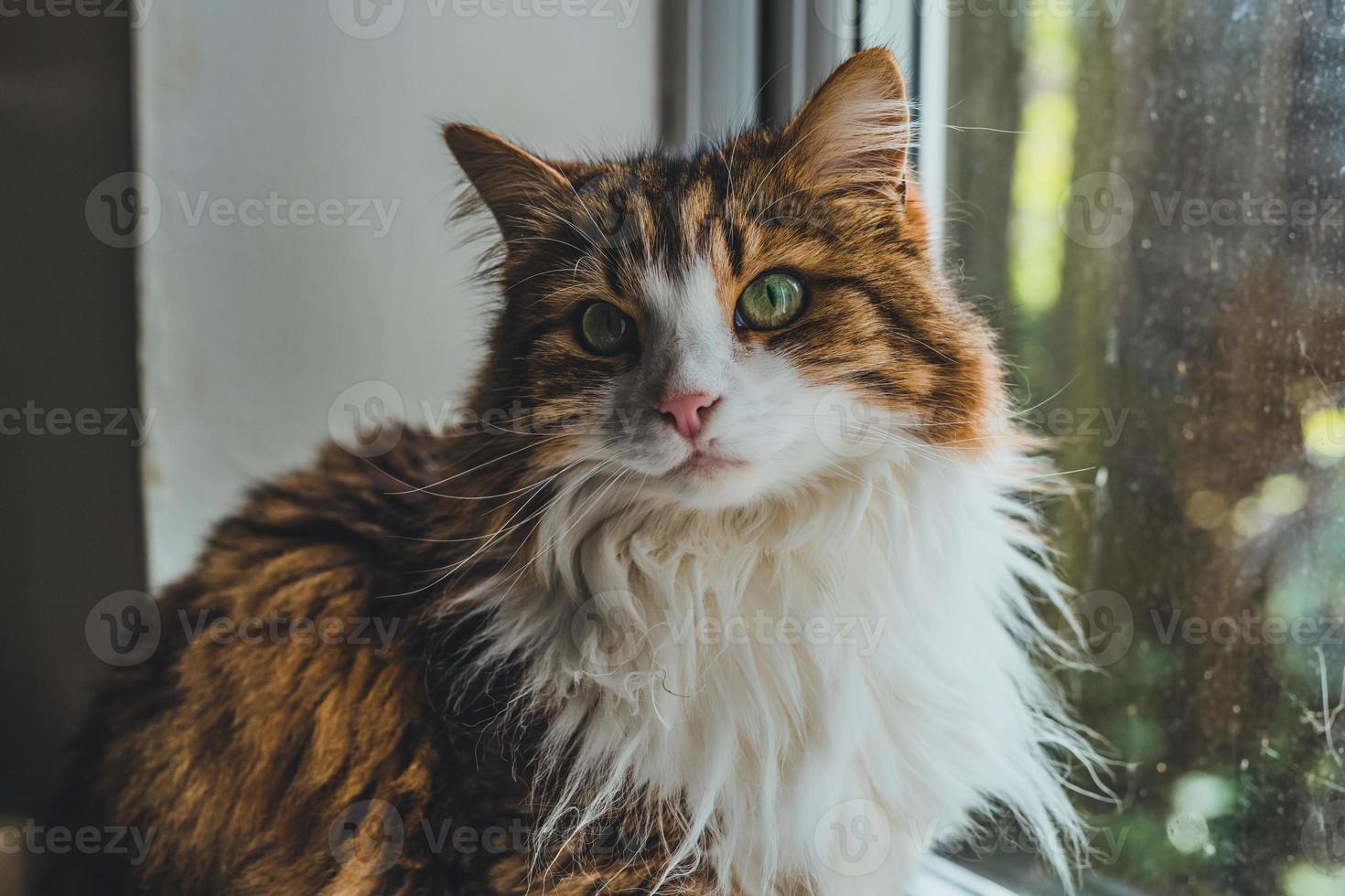 Katzenporträt in der Nähe des Fensters. foto