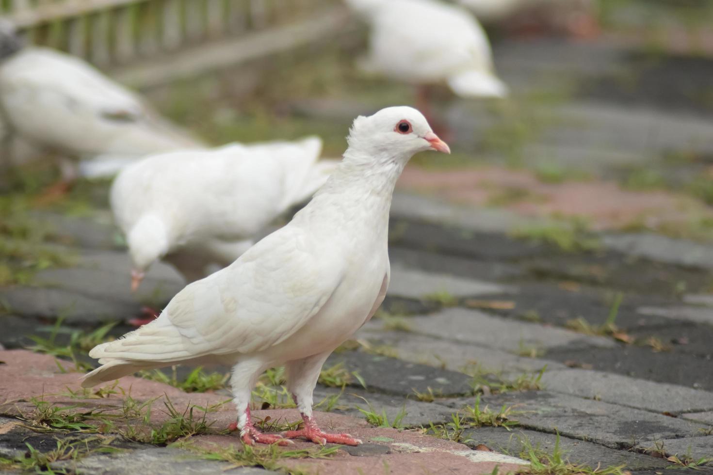 weiße Taube auf der Straße auf der Suche nach Nahrung, Menschenmassen auf Straßen und öffentlichen Plätzen, die sich von weggeworfenem Essen und Vogelfutter ernähren. foto