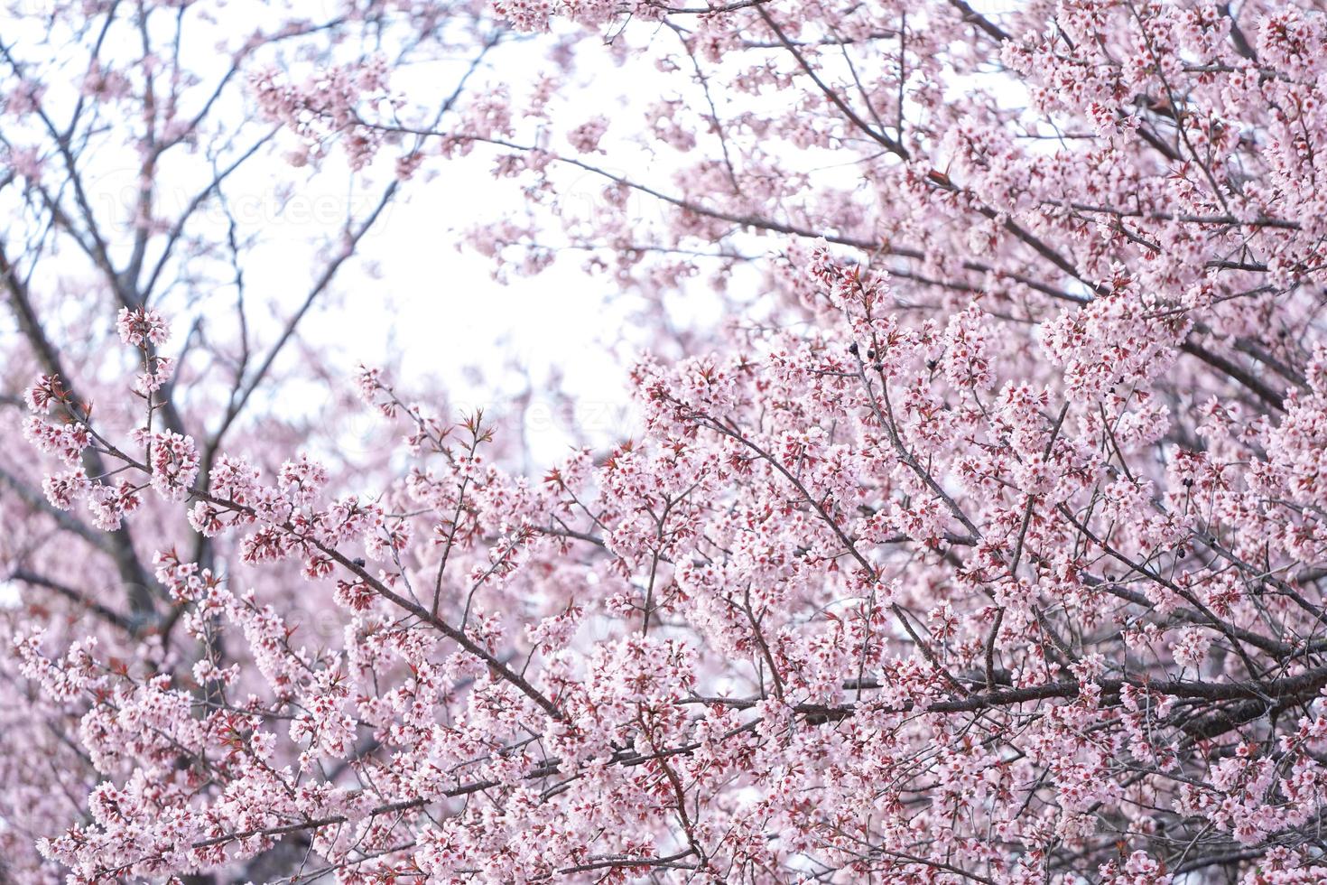 wilde himalaya-kirsche oder prenus cerasoides, nennen sie nang phaya suar klong baum die rosa blumenblüte voller blüte auf dem ganzen baum sieht aus wie eine sakura., thailand. foto