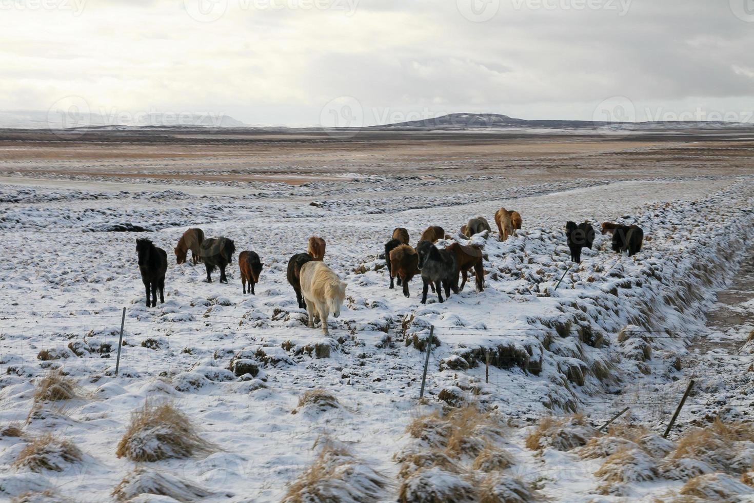Skandinavische Pferde grasen im Schnee in Island foto