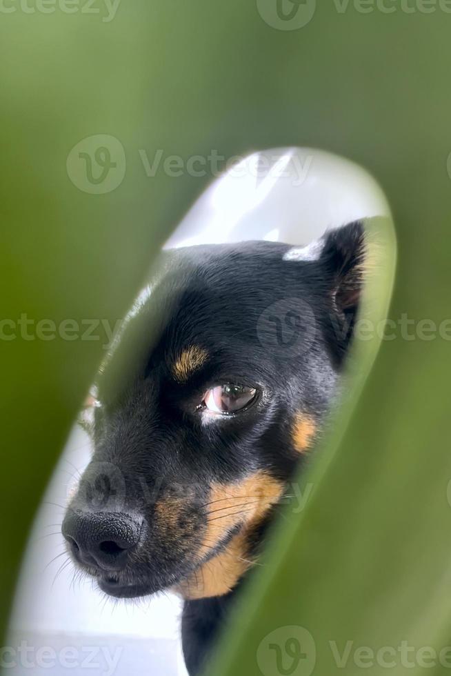 ausdrucksvoller Blick eines Hundes, Porträt eines Tieres foto