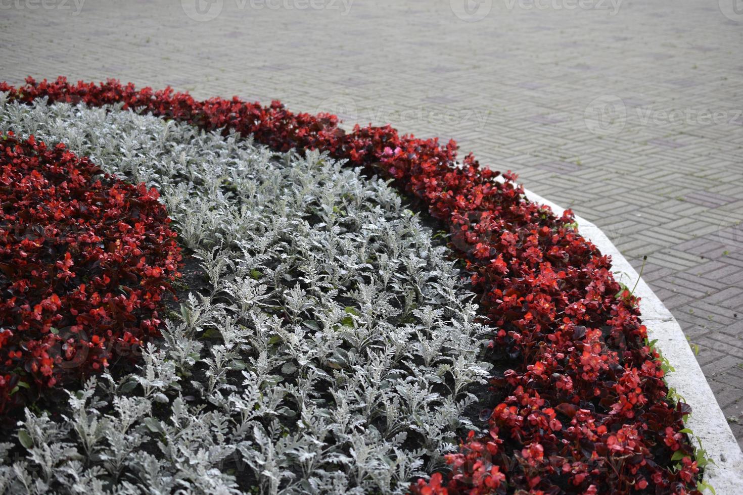 ein Bett aus roten und grauen Blumen in der Stadt im Sommer foto