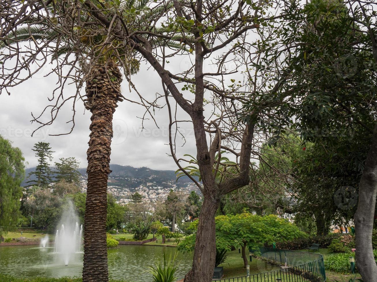 die Insel Madeira foto