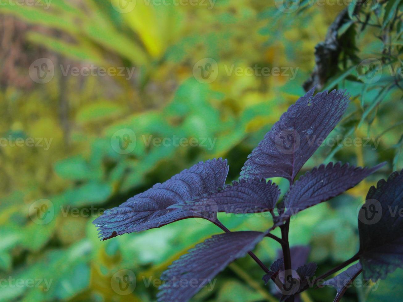 Bilder von Pflanzen im Garten foto