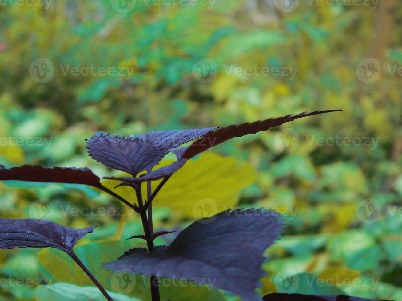 Bilder von Pflanzen im Garten foto