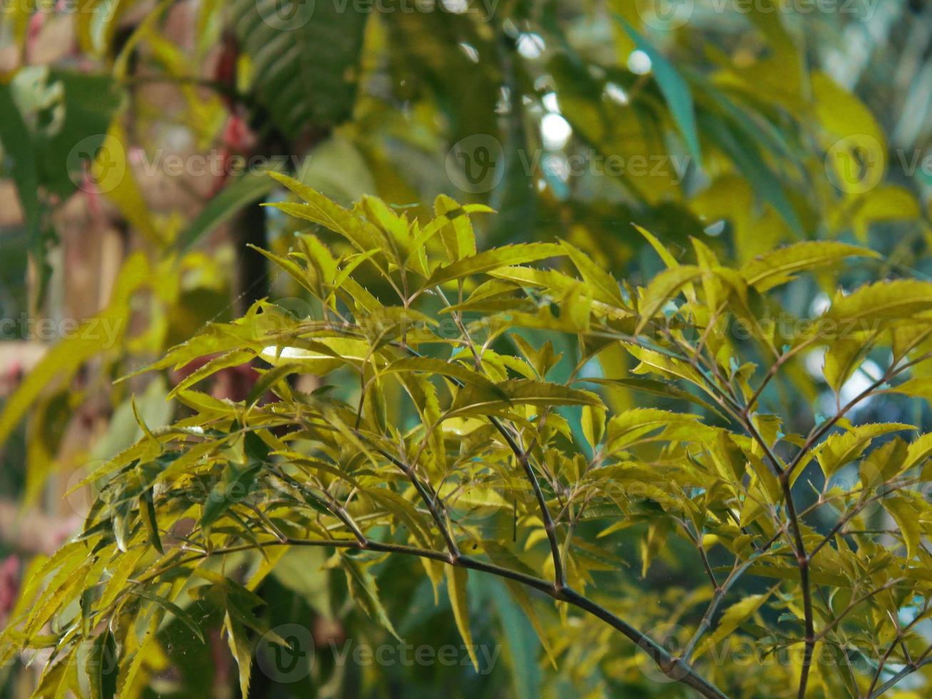 Bilder von Pflanzen im Garten foto