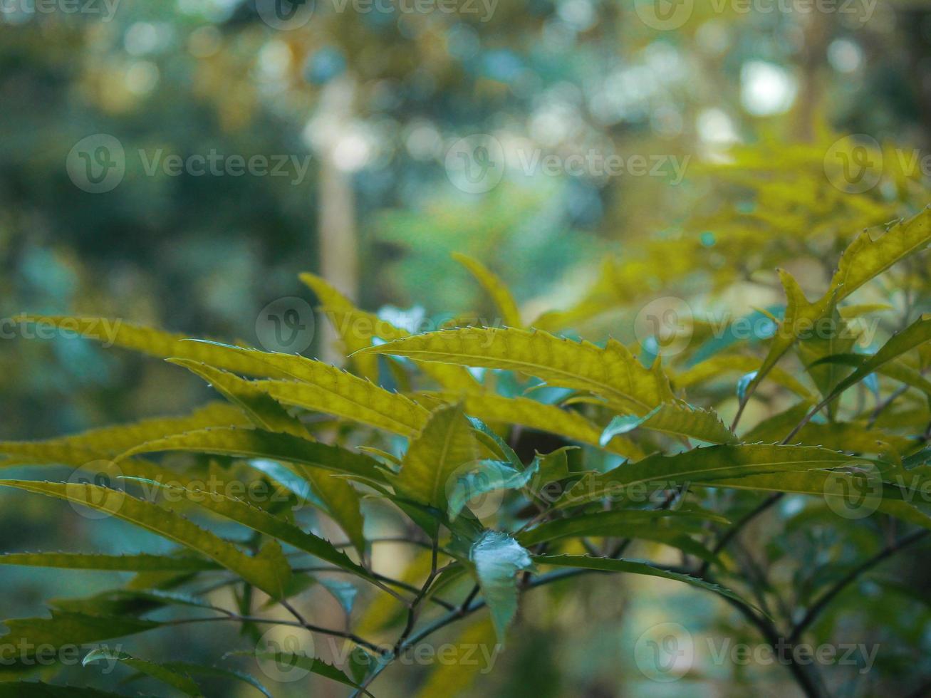 Bilder von Pflanzen im Garten foto