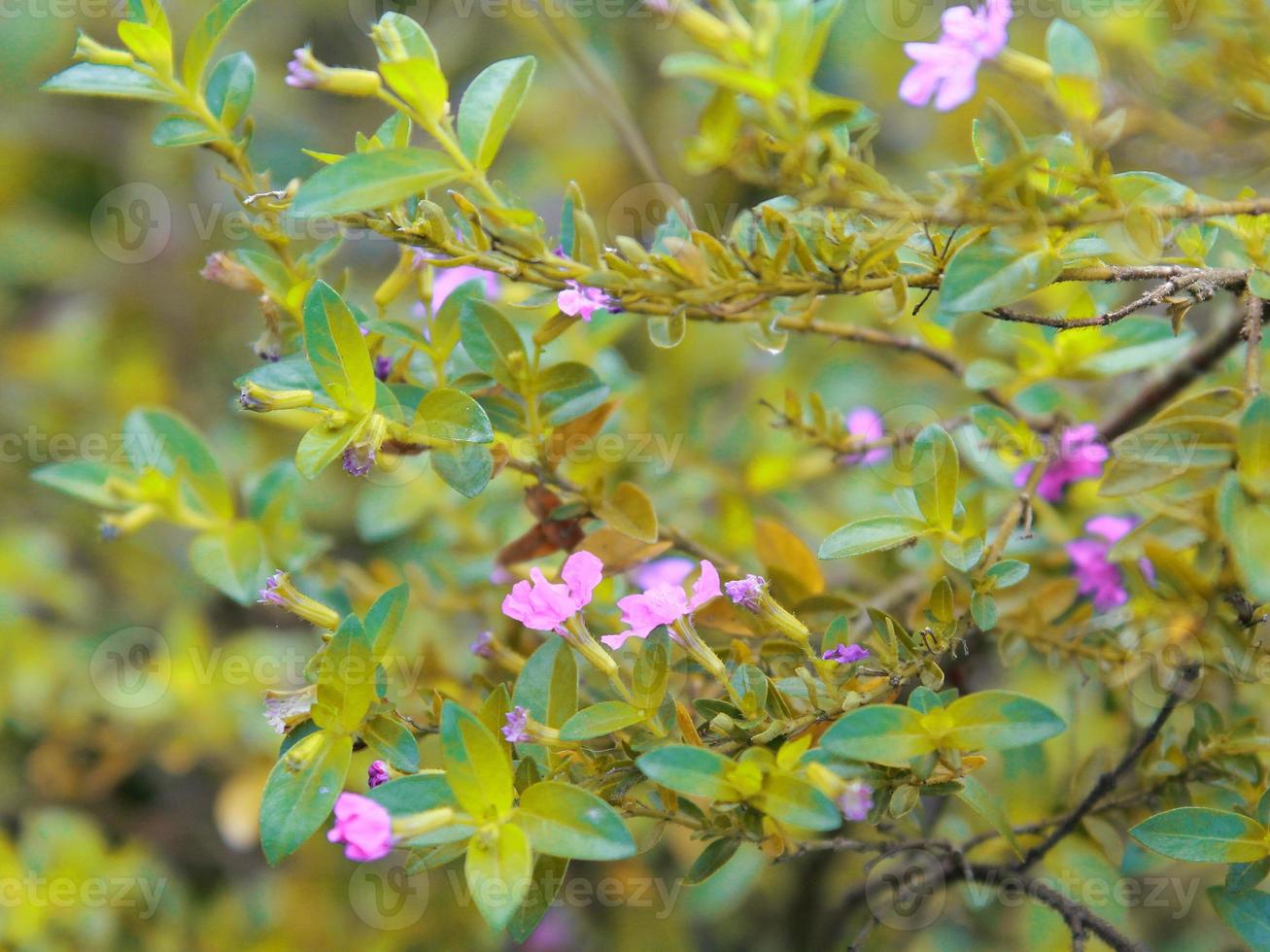 Bilder von Pflanzen im Garten foto