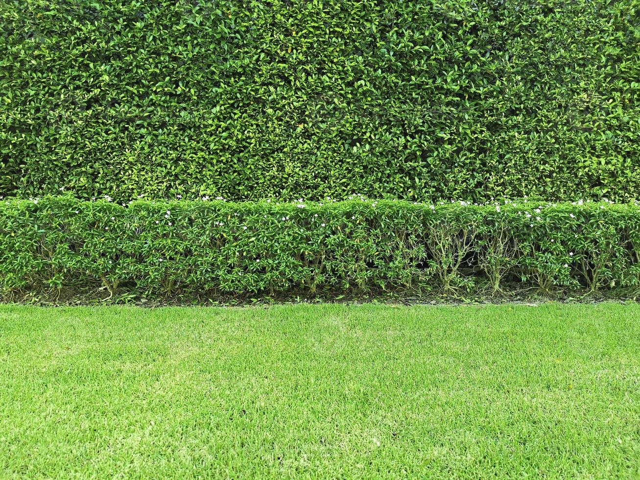grüne Wiese isoliert auf weißem Hintergrund foto