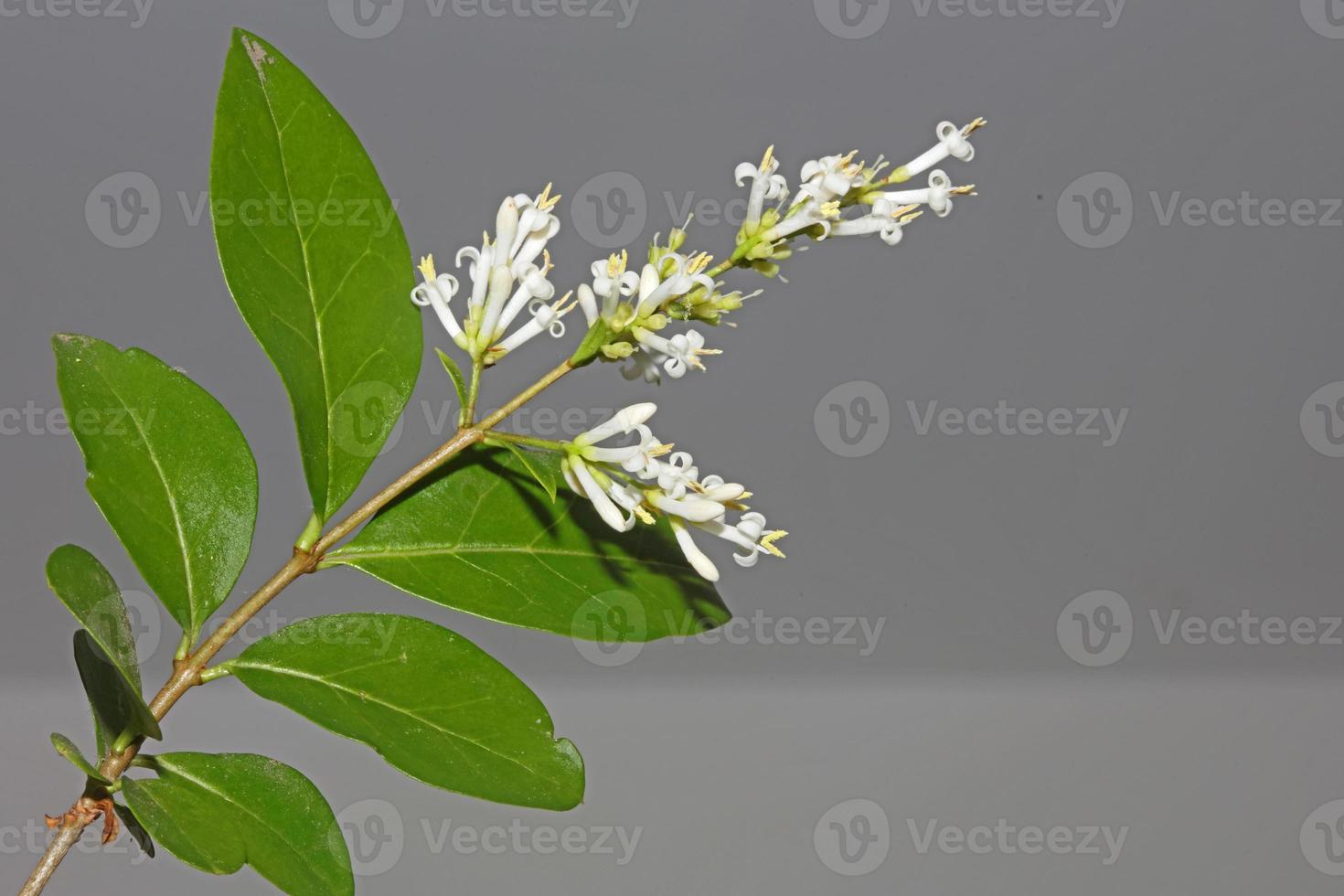 weiße blume blüte nahaufnahme botanisch moderner hintergrund ligustrum vulgare familie oleaceae große größe hochwertige drucke wandposter foto